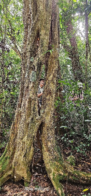 14 Nuxia verticillata Bois maigre Stilbaceae ENDEMIQUE LA REUNION, MAURICE