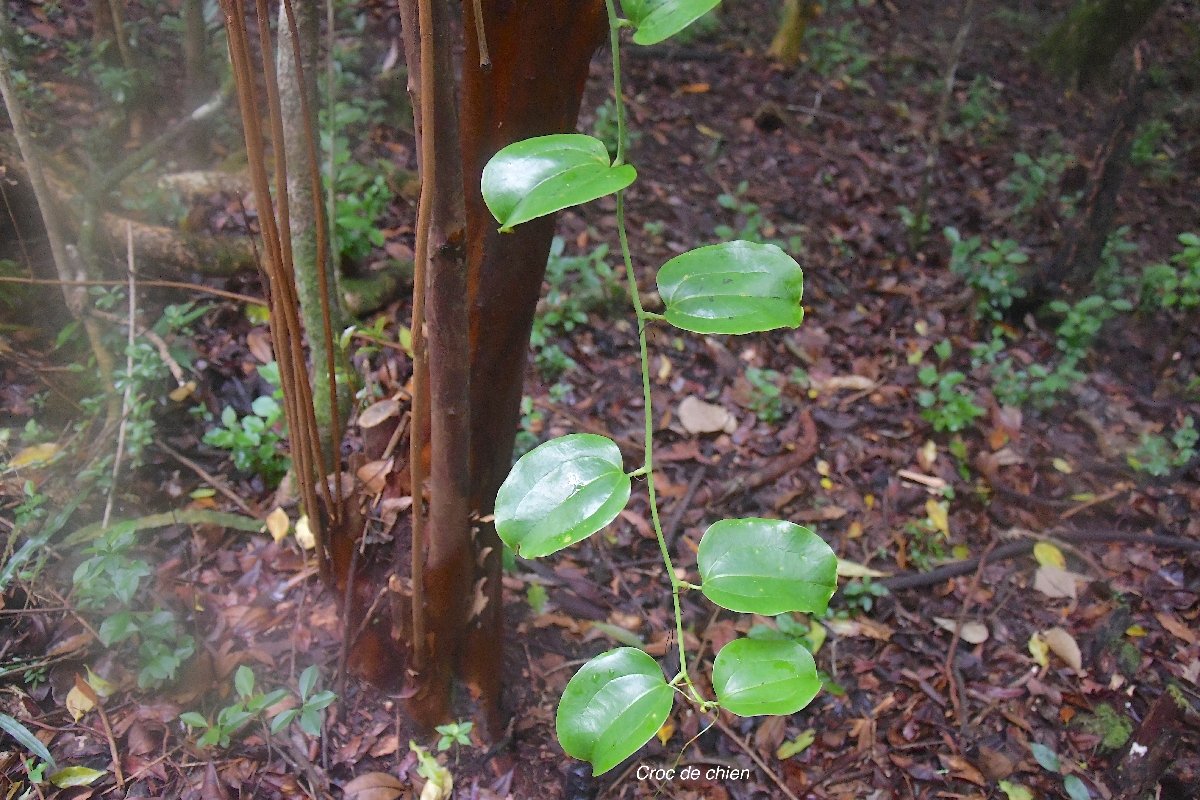 45 Smilax anceps Croc de chien Smilacaceae INDIGENE LA REUNION
