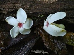 Bois jaune Ochrosia borbonica P1310382