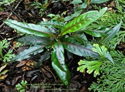 Casearia coriacea .Bois de cabri rougeP1310489
