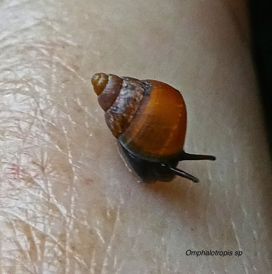 escargot Omphalotropis sp P1310321