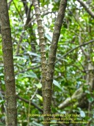 Ochrosia borbonica .Bois jaune P1310477