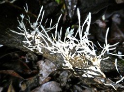 P1310336