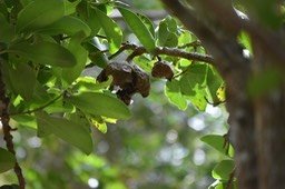 bois_de_tambour_fruit