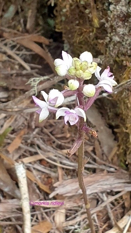 Cynorkis ridleyi Orchidaceae Indigène La Réunion 50