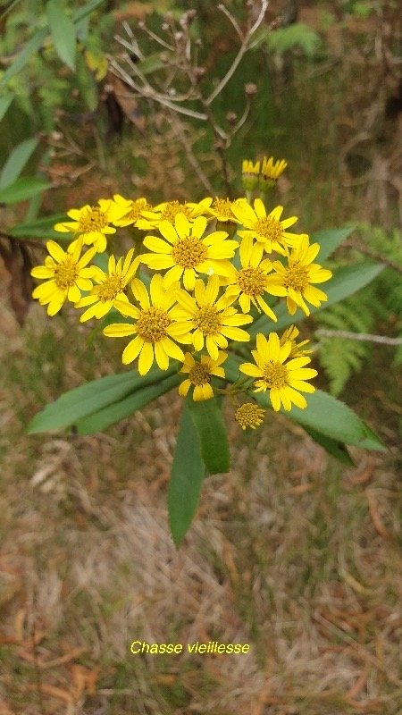 Faujasia salicifolia Chasse vieillesse A steraceae Endémique La Réunion 07
