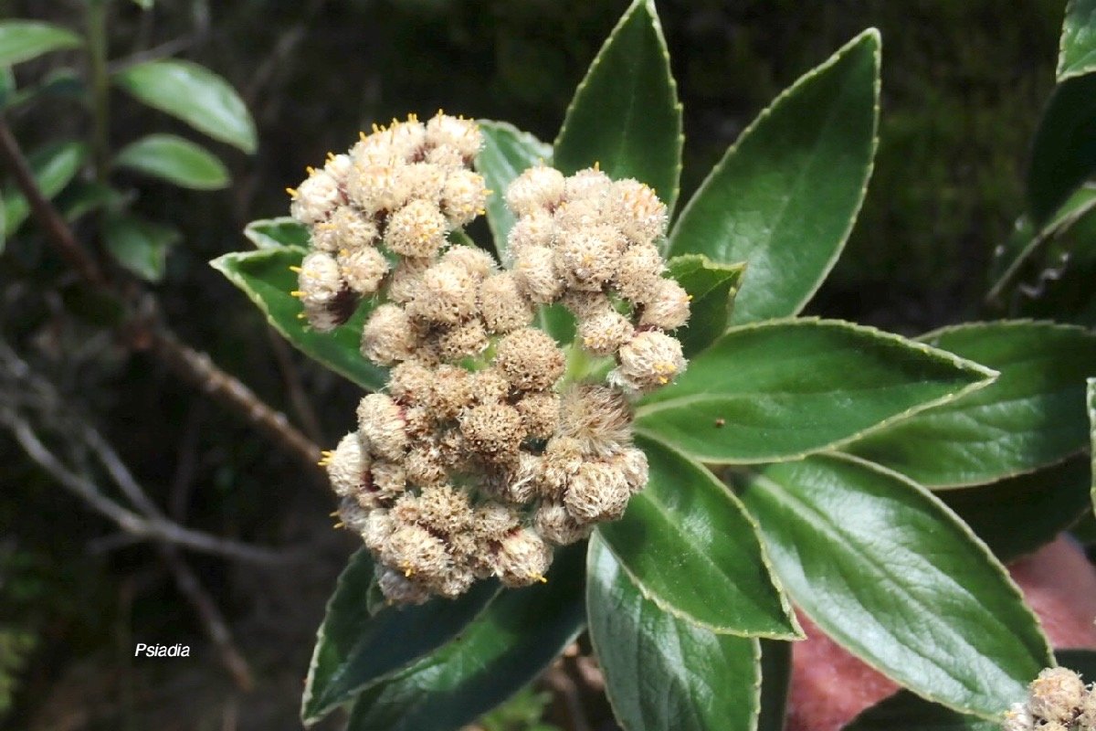Psiadia sp