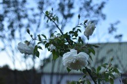 roses_à_la_chapelle