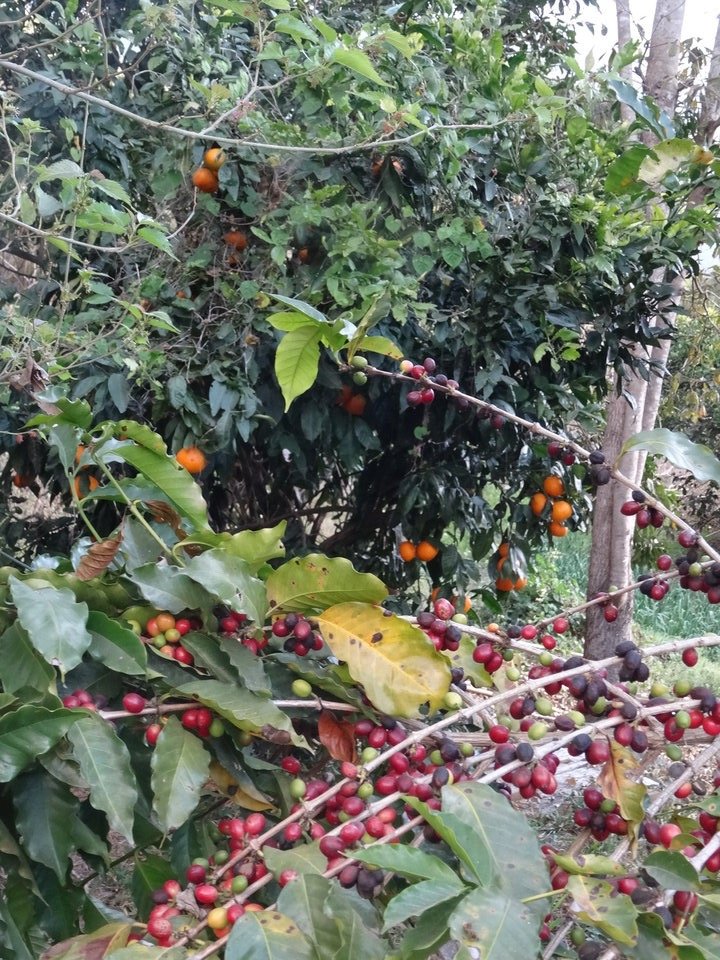 15 - Arrivee a Ilet a Malheur.jpg