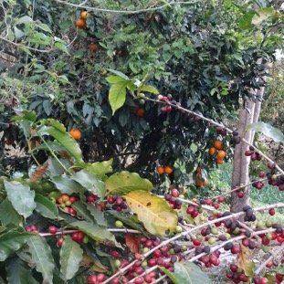 15 - Arrivee a Ilet a Malheur.jpg