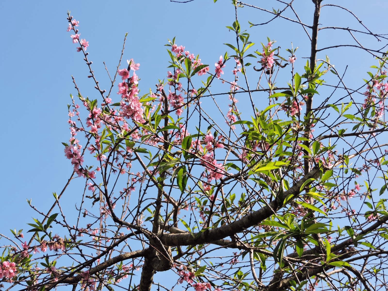 40 Pecher a Grand Place Ecole .JPG