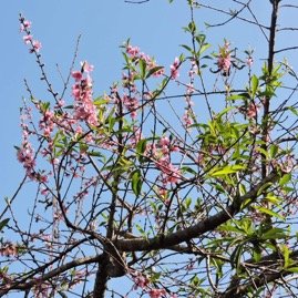 40 Pecher a Grand Place Ecole .JPG