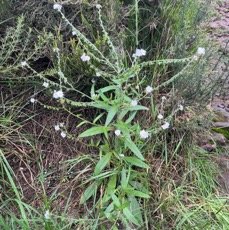 2. Cynoglossum borbonicum Bory var. adscendens A.  Synonyme Cynoglossum rochelia.jpeg