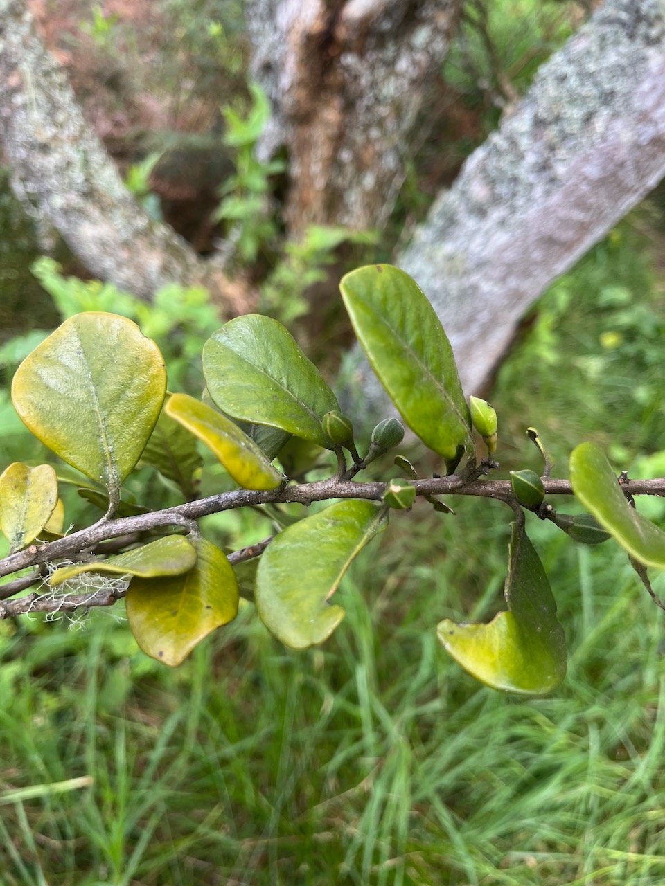 9. Fruits Turraea ovata - Gros Bois de Quivi - Méliacée - BM.jpeg
