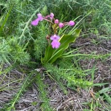 14. Cynorkis purpurascens Orchidace ae Indigène La Réunion.jpeg