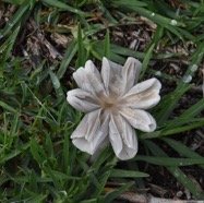 Fleur_de_champignon-MB4_0155.jpg