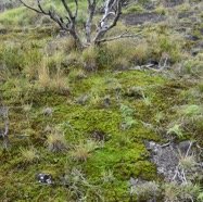 Paysage_a_la_mousse-MB4_0161.jpg