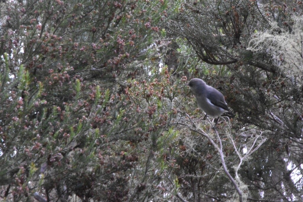 Zosterops_borbonicus-oiseau_blanc-ZOSTEROPIDAE-Endemique_Reunion-MB4_0244.jpg