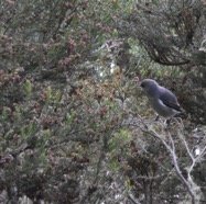 Zosterops_borbonicus-oiseau_blanc-ZOSTEROPIDAE-Endemique_Reunion-MB4_0244.jpg