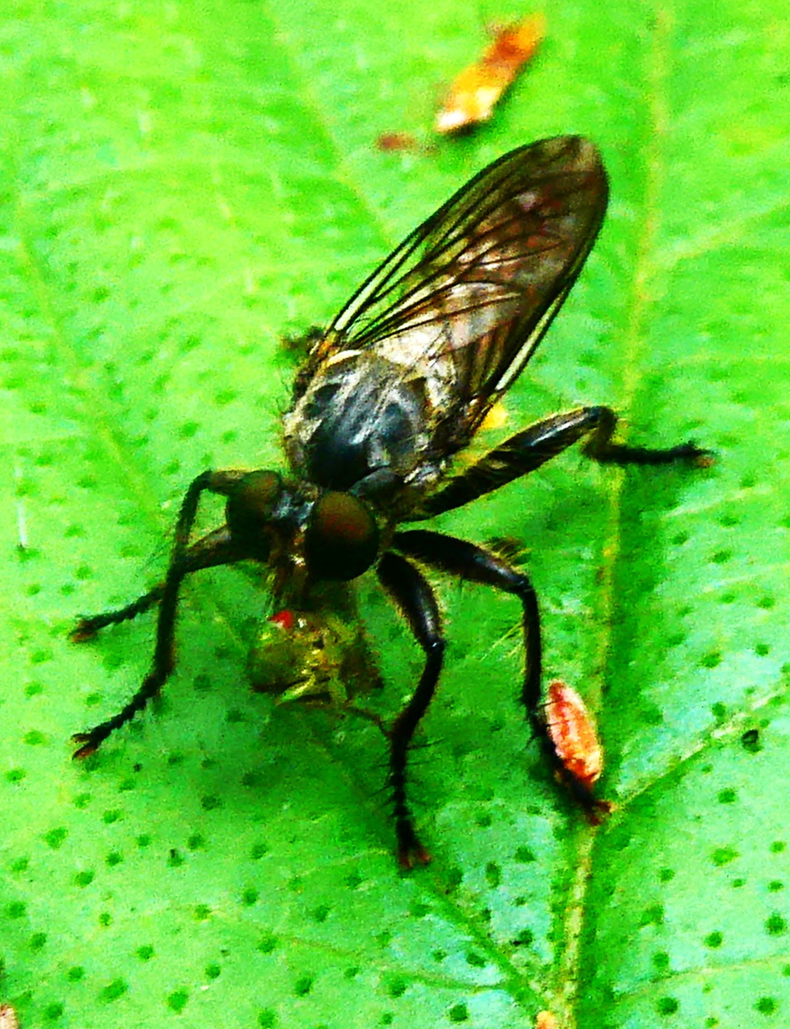 Mouche asilidé avec une proie (1)-1.JPG