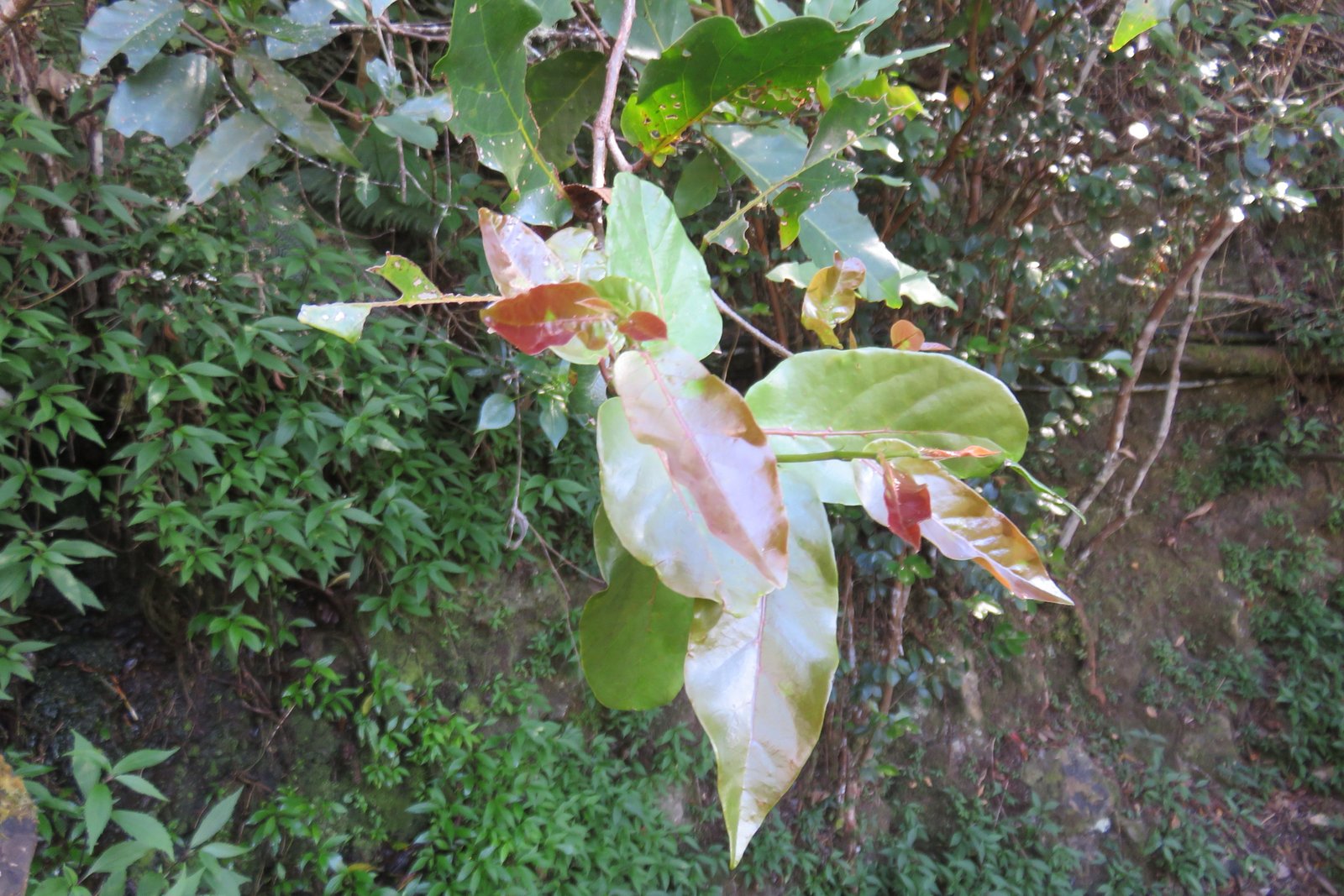 IMG_3475.jpg