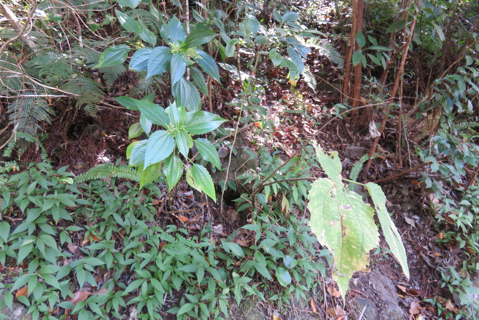 IMG_3482.jpg