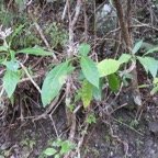 IMG_3485.jpg