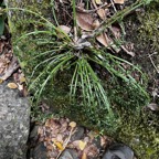 43. ???? IMG_2121.HEIC.jpeg