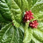 Cicadelle sur Pilea umbellata (? )urticacee.endémique Réunion..jpeg