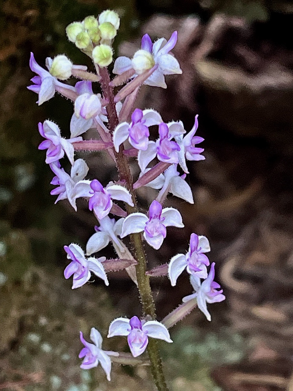 Cynorkis ridleyi T. Durand et Schinz.orchidaceae.endémique Madagascar Comores et Mascareignes.devenu Cynorkis squamosa dans la nouvelle flore des Mascareignes (1).jpeg