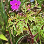 Geranium robertianum.herbe à Robert.geraniaceae.espèce envahissante  au premier plan et Myosotis discolor à l'arrière..jpeg