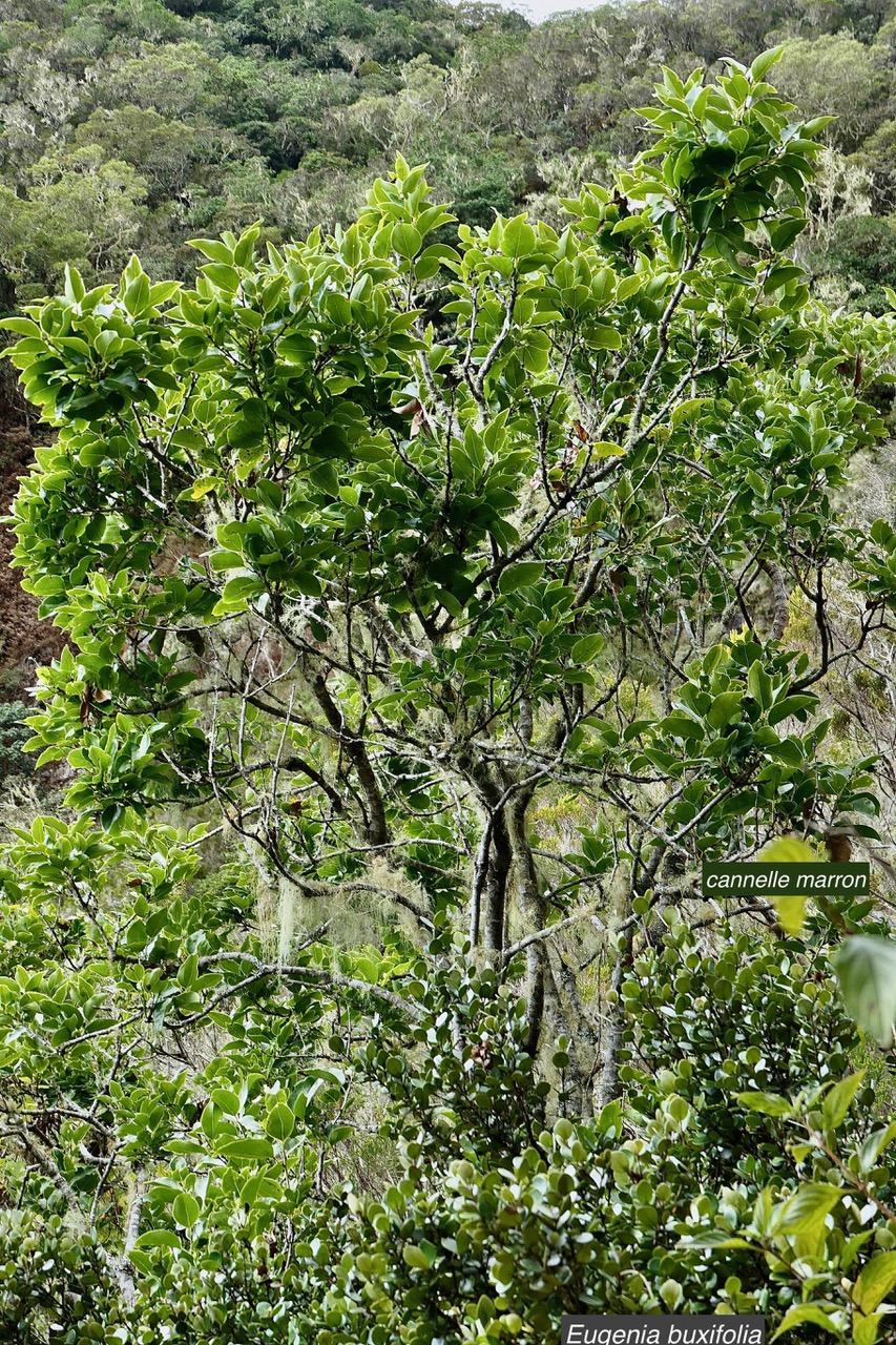 Ocotea obtusata.cannelle marron .lauraceae. endémique Réunion Maurice. et Eugenia buxifolia .bois de nèfles à petites feuilles.myrtaceae. endémique Réunion. en bas à droite.jpeg