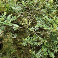 Phyllanthus phillyreifolius .faux bois de demoiselle.bois de cafrine .phyllanthaceae.endémique Réunion Maurice. (1).jpeg