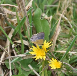 Lampides_boeticus-L_Azure_porte_queue-LYCAENIDAE-Indigene_Reunion-MB3_4485b.jpg