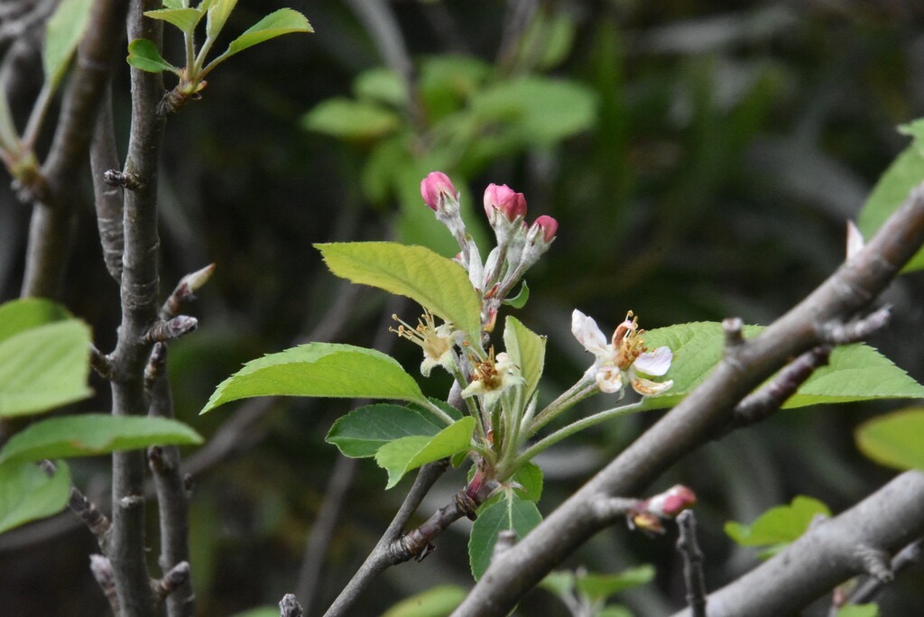 Malus_sp-pommier-ROSACEAE-Exotique-MB3_4428.jpg