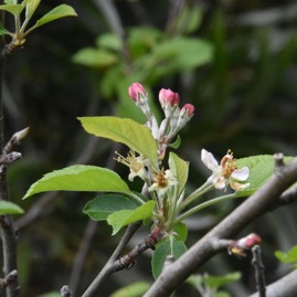 Malus_sp-pommier-ROSACEAE-Exotique-MB3_4428.jpg