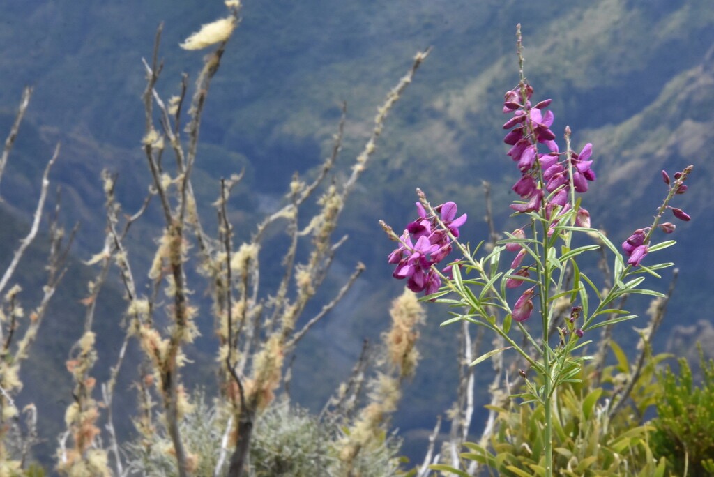Polygala_virgata-Bec_zozo_marron-POLYGALACEAE-Afrique_du_Sud_potentiellement_envahissant-MB3_4445.jpg