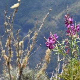 Polygala_virgata-Bec_zozo_marron-POLYGALACEAE-Afrique_du_Sud_potentiellement_envahissant-MB3_4445.jpg