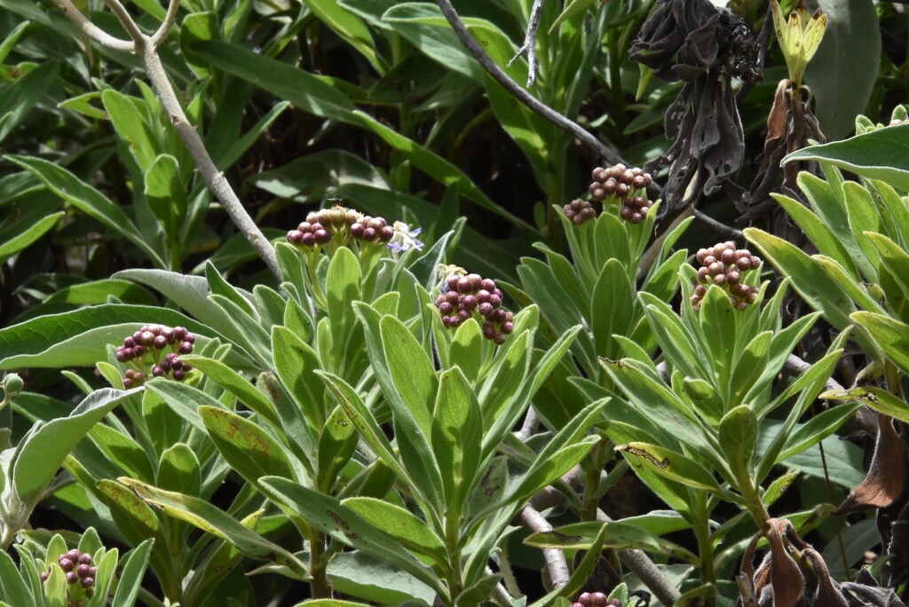 Psiadia_anchusifolia-ASTERACEAE-Endemique_Reunion-MB3_4434.jpg