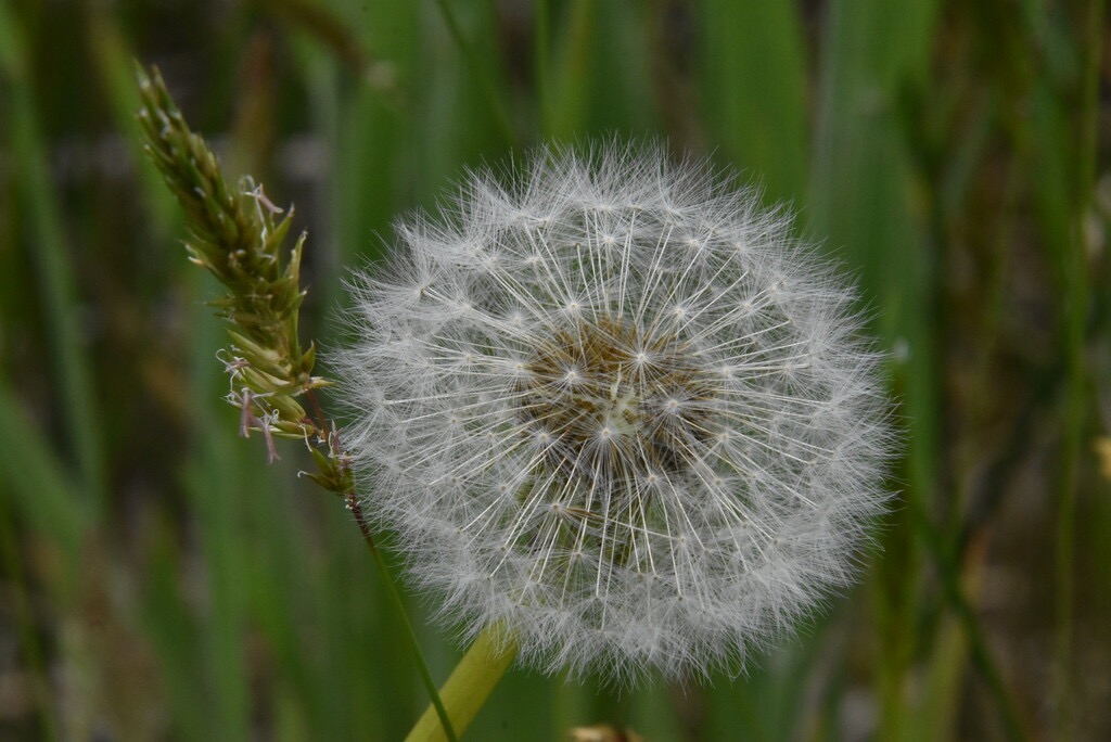 Taraxacum_sp-Pissenlit-ASTERACEAE-MB3_4451.jpg