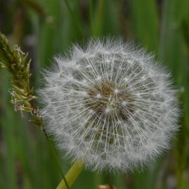 Taraxacum_sp-Pissenlit-ASTERACEAE-MB3_4451.jpg