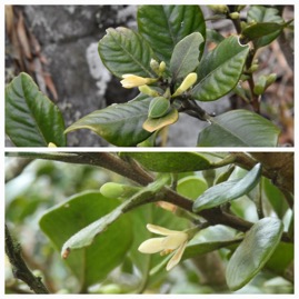 Turraea_ovata-Bois_de_quivi-MELIACEAE-Endemique_Reunion_Maurice-20231107_184414.jpg