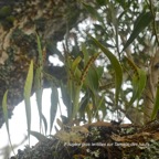 Pleopeltis macrocarpa Fouge?re gros lentilles  Polypodiaceae Indigène La Réunion 134.jpeg
