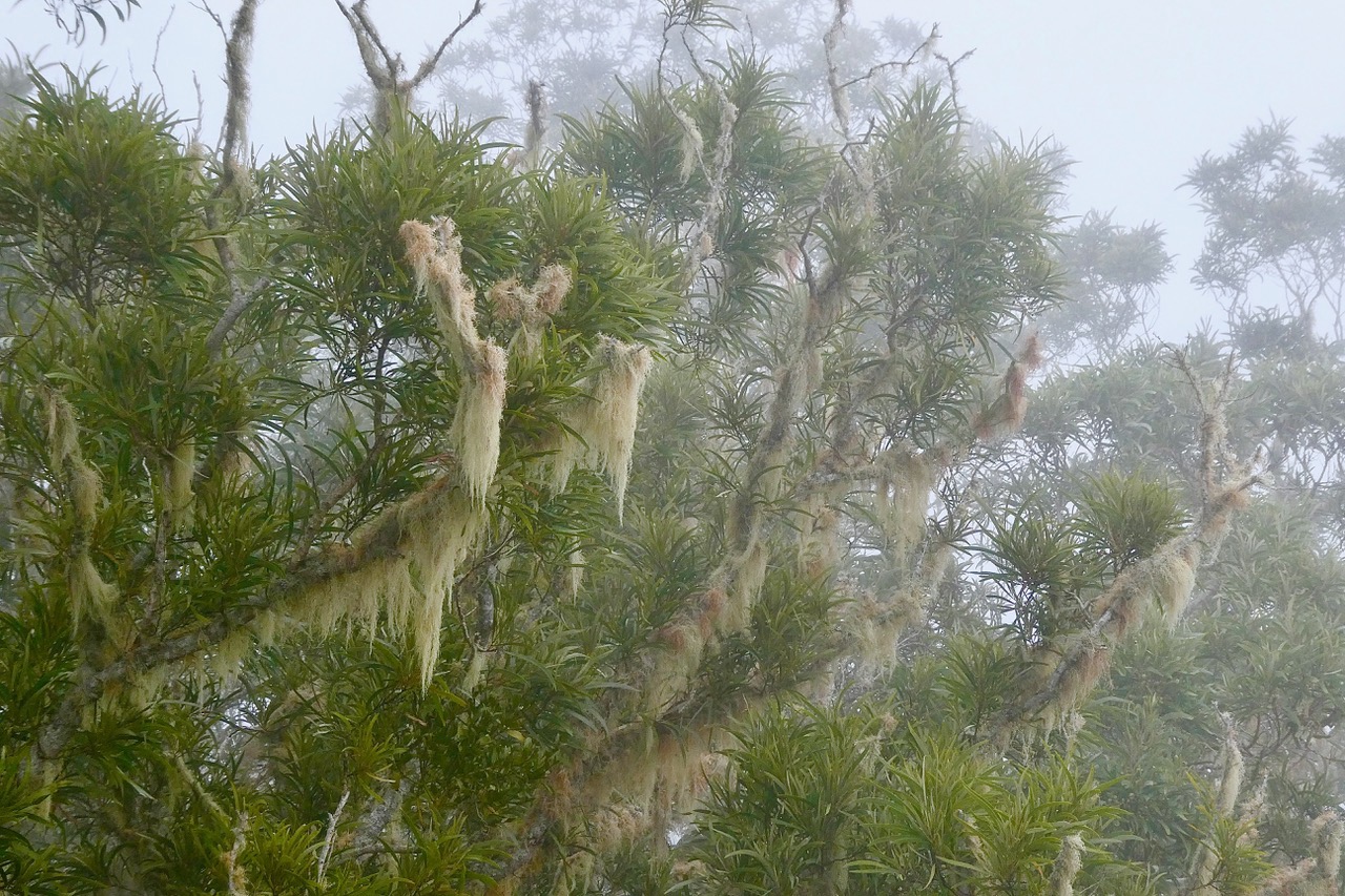 Acacia heterophylla.tamarin des hauts.fabaceae.endémique Réunion.dans le brouillard et envahi par Usnea barbata.usnée barbue.barbe de Saint Antoine.parmeliaceae.jpeg