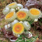 Helichrysum foetidum.immortelle du Cap.asteraceae.amphinaturalisé. (2).jpeg