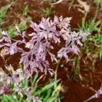 Holcus lanatus.houlque laineuse.poaceae.amphinaturalisé.espèce envahissante..jpeg