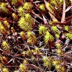 Polytrichum commune polytrichaceae..jpeg