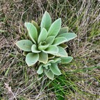 Verbascum thapsus.molène.bouillon blanc.scrophulariaceae.espèce envahissante.j _.jpeg