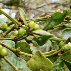 Viscum triflorum . sourichaude.santalaceae. indigène Réunion. (2).jpeg