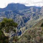 11. nanisme de Acacia heterophylla Willd. - Tamarin des hauts - Fabaceae - Endémique La Réunion à gauche surplombant le vide.jpeg